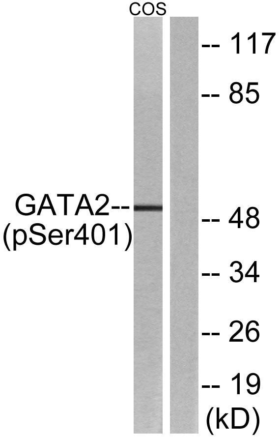 GATA-2 (phospho Ser401) Rabbit Polyclonal Antibody