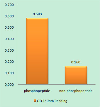 IGF-IR (phospho Tyr1346) Rabbit Polyclonal Antibody