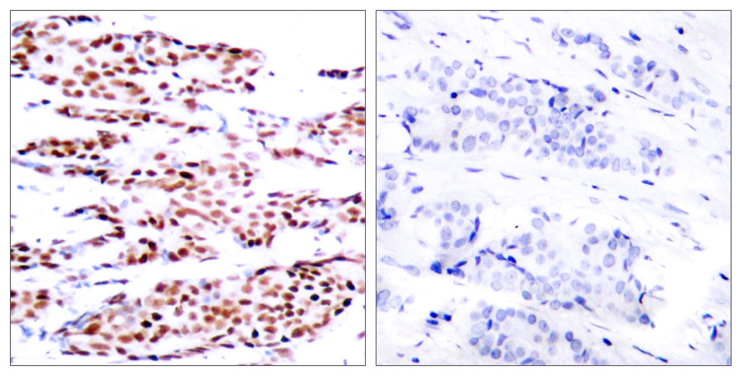 Jun B (phospho Ser79) Rabbit Polyclonal Antibody