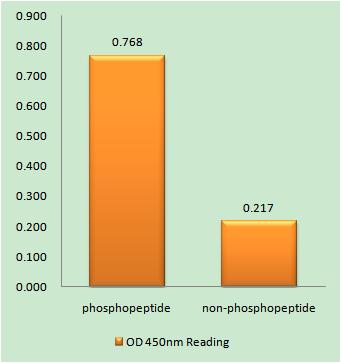 Mcl-1 (phospho Ser159) Rabbit Polyclonal Antibody