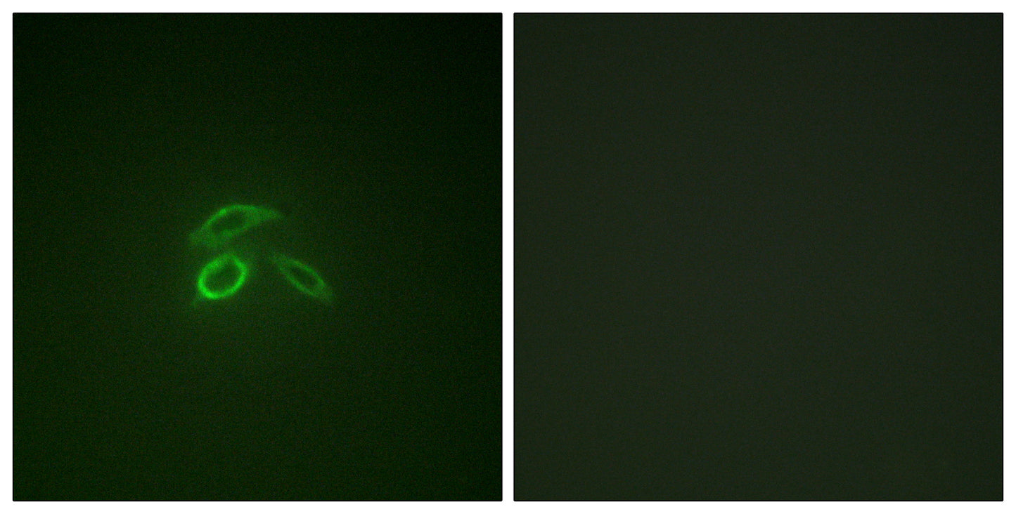 Mucin 1 (phospho Tyr1229) Rabbit Polyclonal Antibody