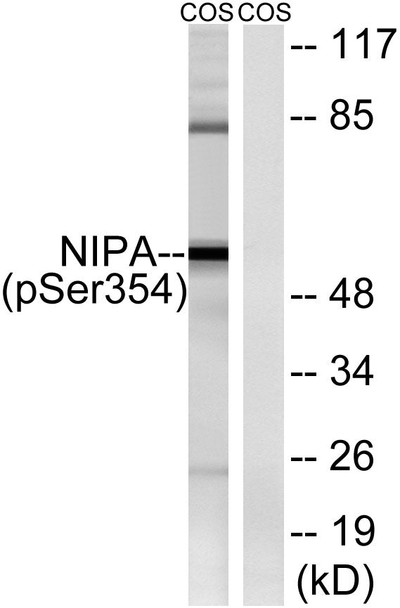 NIPA (phospho Ser354) Rabbit Polyclonal Antibody