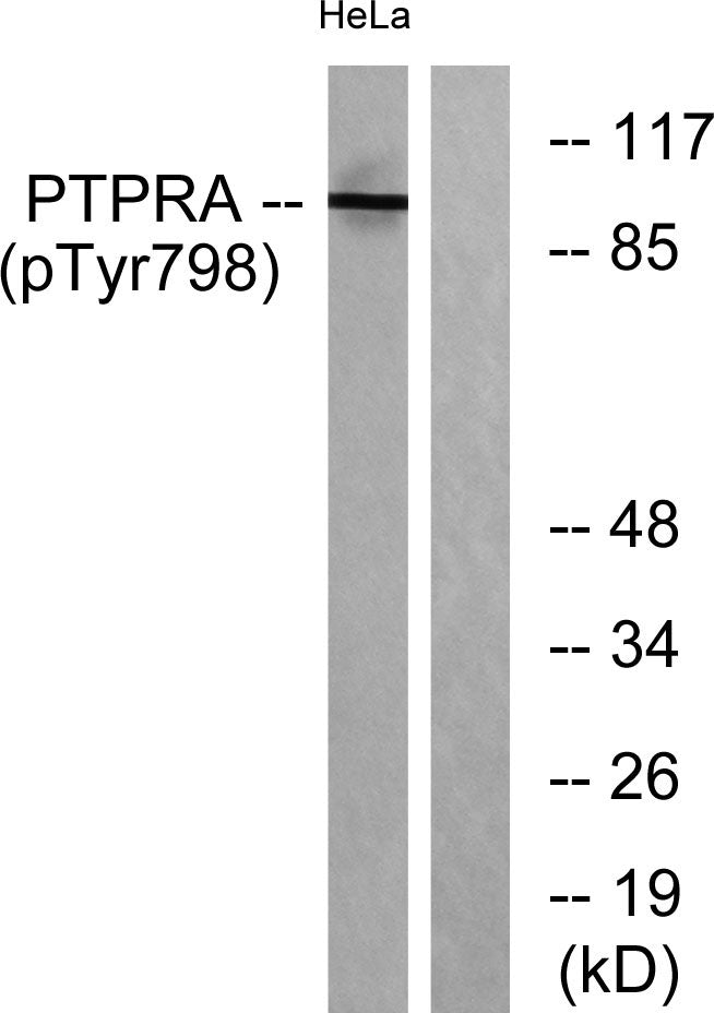PTPα (phospho Tyr798) Rabbit Polyclonal Antibody