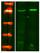SAMHD1 (phospho-Thr592) Rabbit Polyclonal Antibody