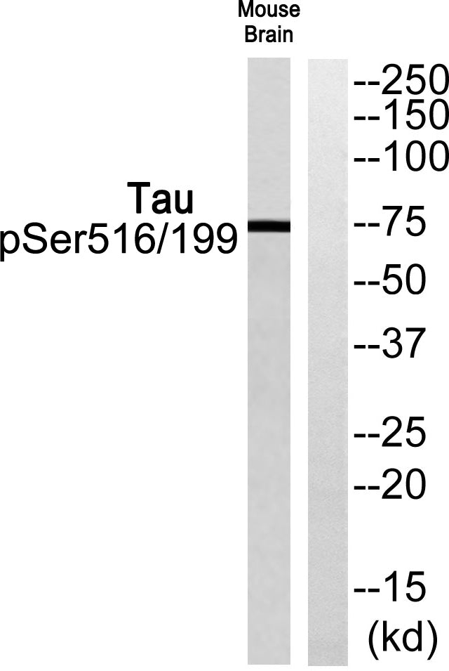 Tau (phospho Ser516/199) Rabbit Polyclonal Antibody