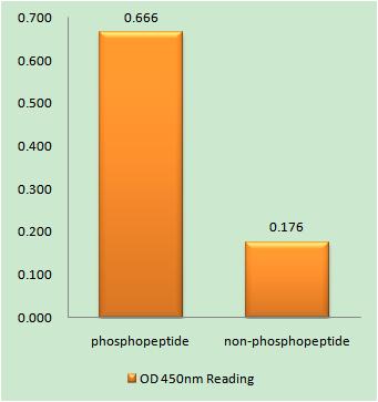 TERT (phospho Ser227) Rabbit Polyclonal Antibody