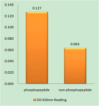 TIRAP (phospho Tyr86) Rabbit Polyclonal Antibody