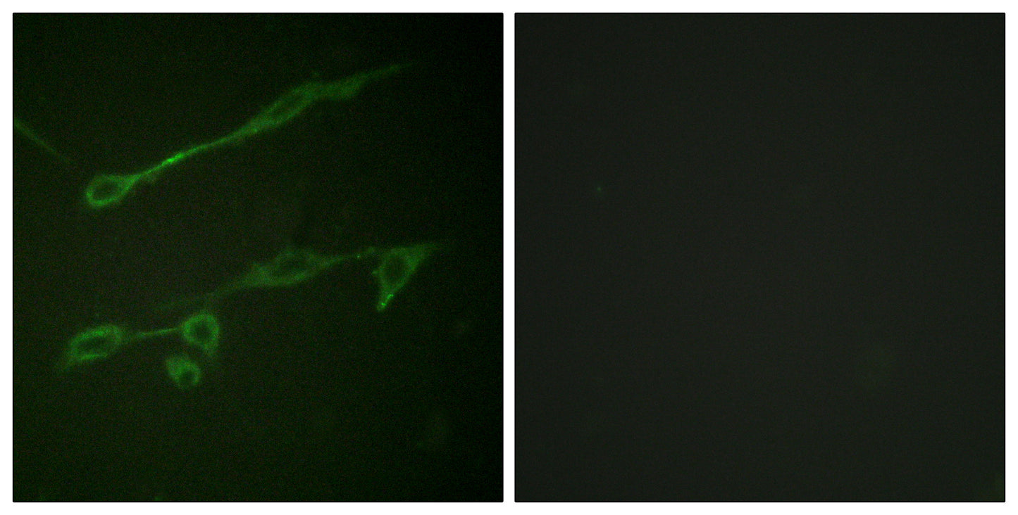 Vav2 (phospho Tyr142) Rabbit Polyclonal Antibody