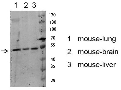 Akt (Phospho-Ser129) Rabbit Polyclonal Antibody