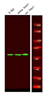 BAG3 (Phospho-Tyr457) Rabbit Polyclonal Antibody