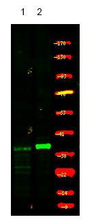 CDK5 (Phospho-Ser159) Rabbit Polyclonal Antibody
