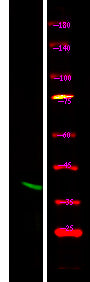 Connexin 43 (Phospho-Ser373) Rabbit Polyclonal Antibody