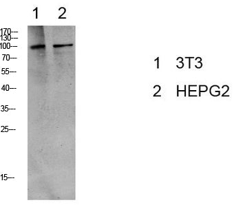 eEF2 (Phospho-Thr56) Rabbit Polyclonal Antibody
