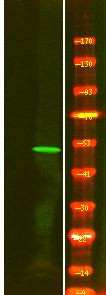 ILK-1 (Phospho-Ser343) Rabbit Polyclonal Antibody