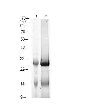 LAB (Phospho-Tyr136) Rabbit Polyclonal Antibody