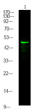 MNK2 (Phospho-Thr244) Rabbit Polyclonal Antibody