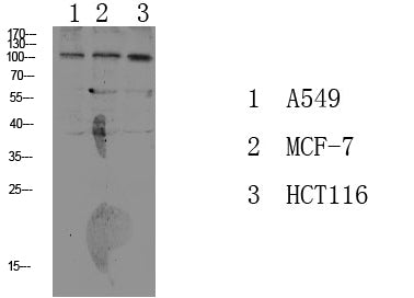 Na+/K+-ATPase α1 (Phospho-Tyr260) Rabbit Polyclonal Antibody