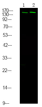 NCoA3 (Phospho-Ser857) Rabbit Polyclonal Antibody