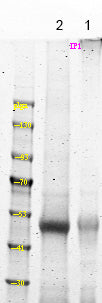 NDR1/2 (Phospho-Thr444/442) Rabbit Polyclonal Antibody