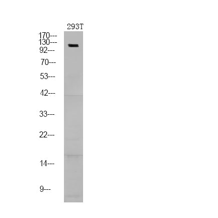 NFAT2 (Phospho-Ser172) Rabbit Polyclonal Antibody