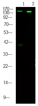 Raptor (Phospho-Ser863) Rabbit Polyclonal Antibody