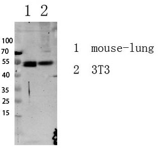 Smad3 (Phospho-Ser213) Rabbit Polyclonal Antibody