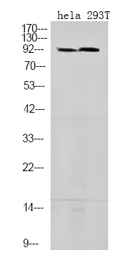 STAT5A/B (Phospho-Ser725/730) Rabbit Polyclonal Antibody