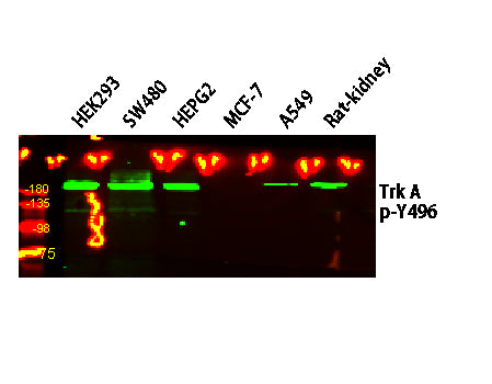 Trk A (Phospho-Y496) Rabbit Polyclonal Antibody