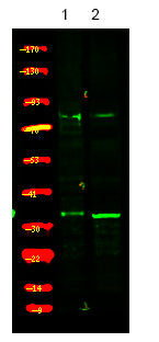 USF1 (Phospho-Thr153) Rabbit Polyclonal Antibody