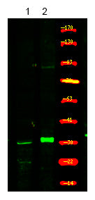 XPA (Phospho-Ser196) Rabbit Polyclonal Antibody