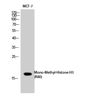 Histone H3 (Mono Methyl Lys80) Rabbit Polyclonal Antibody