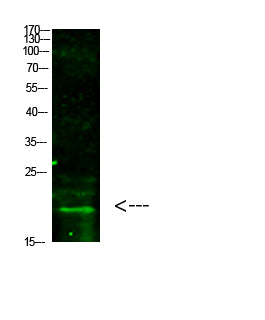 Histone H3 (Tri-Methyl-K5) Rabbit Polyclonal Antibody