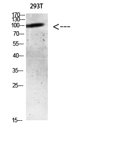 AR (Acetyl Lys633) Rabbit Polyclonal Antibody