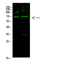 E2F-1 (Acetyl-K117) Rabbit Polyclonal Antibody