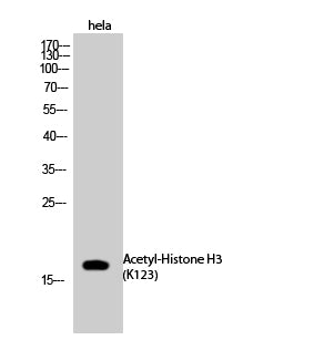 Histone H3 (Acetyl Lys123) Rabbit Polyclonal Antibody