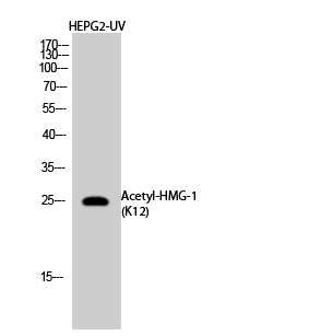 HMG-1 (Acetyl Lys12) Rabbit Polyclonal Antibody