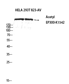 p300 (Acetyl Lys1542) Rabbit Polyclonal Antibody