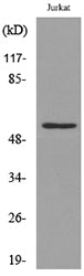 p53 (Acetyl Lys372) Rabbit Polyclonal Antibody