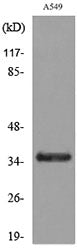 Ref-1 (Acetyl Lys6) Rabbit Polyclonal Antibody