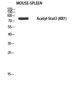 Stat3 (Acetyl Lys87) Rabbit Polyclonal Antibody