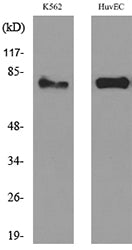 17β-HSD4 Rabbit Polyclonal Antibody
