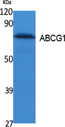 ABCG1 Rabbit Polyclonal Antibody