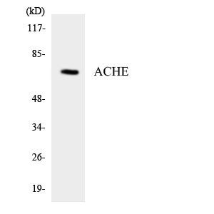 AChE Rabbit Polyclonal Antibody