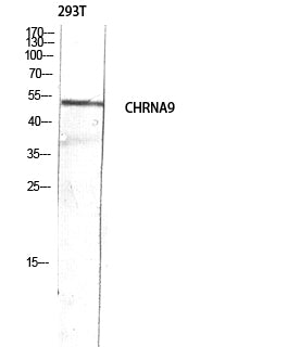 AChRα9 Rabbit Polyclonal Antibody