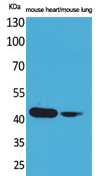 Actin-α cardiac muscle Rabbit Polyclonal Antibody
