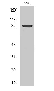 ADAM10 Rabbit Polyclonal Antibody