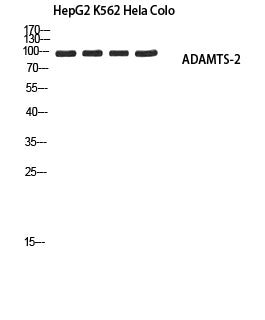ADAMTS-2 Rabbit Polyclonal Antibody