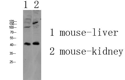 AGTR1 Rabbit Polyclonal Antibody