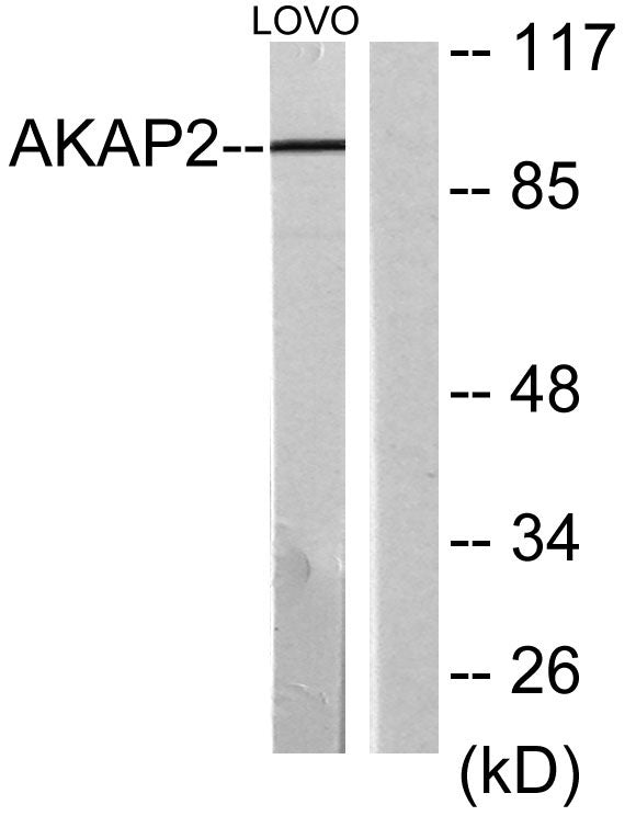 AKAP 2 Rabbit Polyclonal Antibody