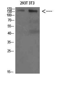 AMBRA1 Rabbit Polyclonal Antibody